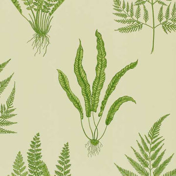 Sanderson Tapetprov Woodland Ferns