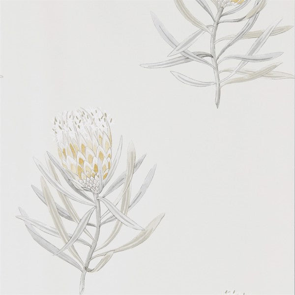 Sanderson Tapetprov Protea Flower