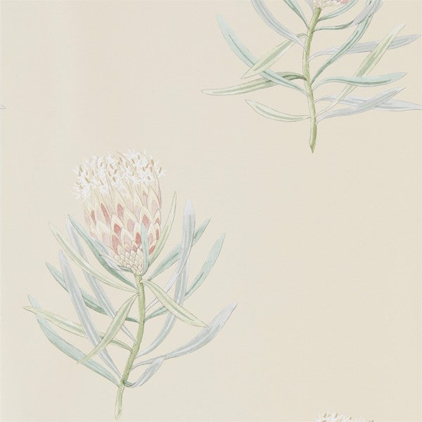 Sanderson Tapetprov Protea Flower