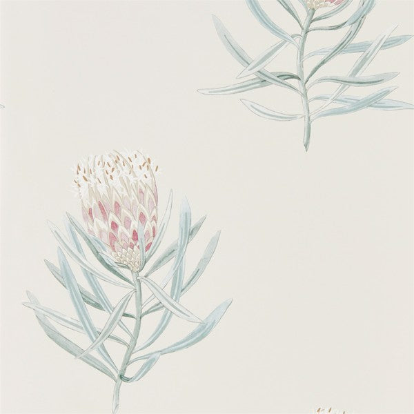 Sanderson Tapetprov Protea Flower