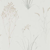 Sanderson Tapet Farne Grasses