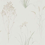 Sanderson Tapet Farne Grasses