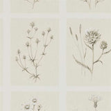 Sanderson Tapet Little Thistles