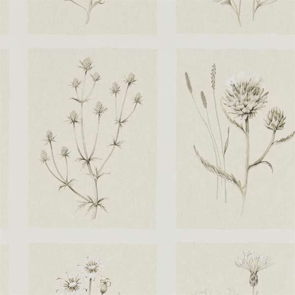 Sanderson Tapet Little Thistles