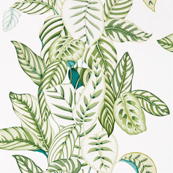 Sanderson Tapet Calathea