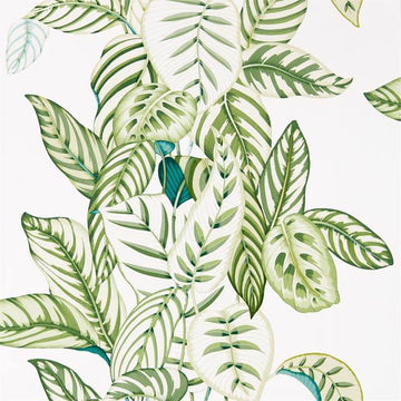 Sanderson Tapetprov Calathea