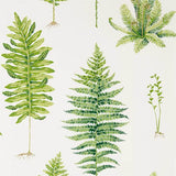 Sanderson Tapet Fernery