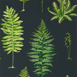 Sanderson Tapet Fernery