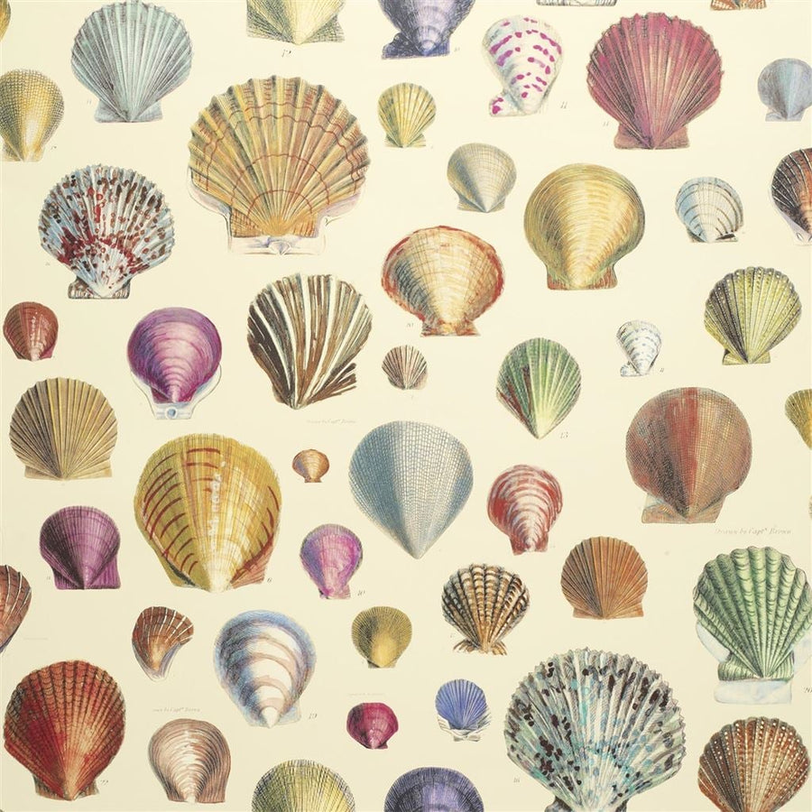 Captain Thomas Browns Shells Sepia Tapet — Designers Guild