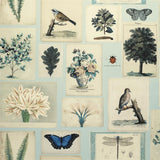 Flora And Fauna Cloud Blue — Designers Guild tapet