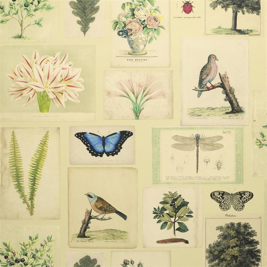 Flora And Fauna Tapet — Designers Guild
