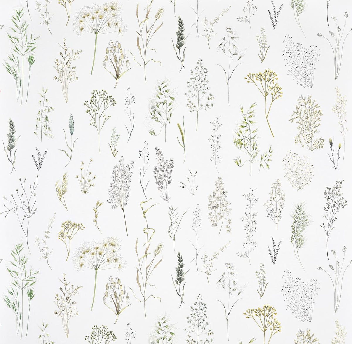 Les Graminees HERBE — Pierre Frey wallpaper