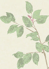 Beech Document Green — Lewis & Wood tapet
