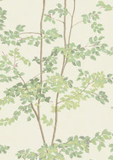 Beech Document Green – närbild — Lewis & Wood tapet