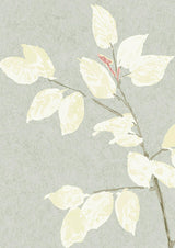 Beech Dove — Lewis & Wood tapet