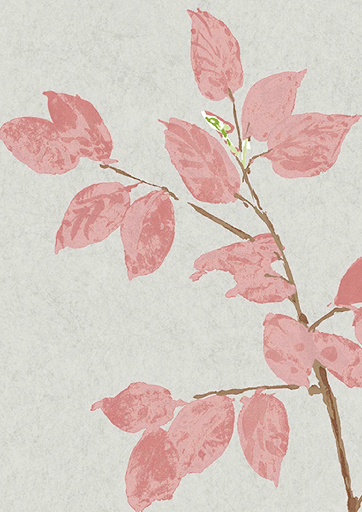 Beech Tapetprov Rose