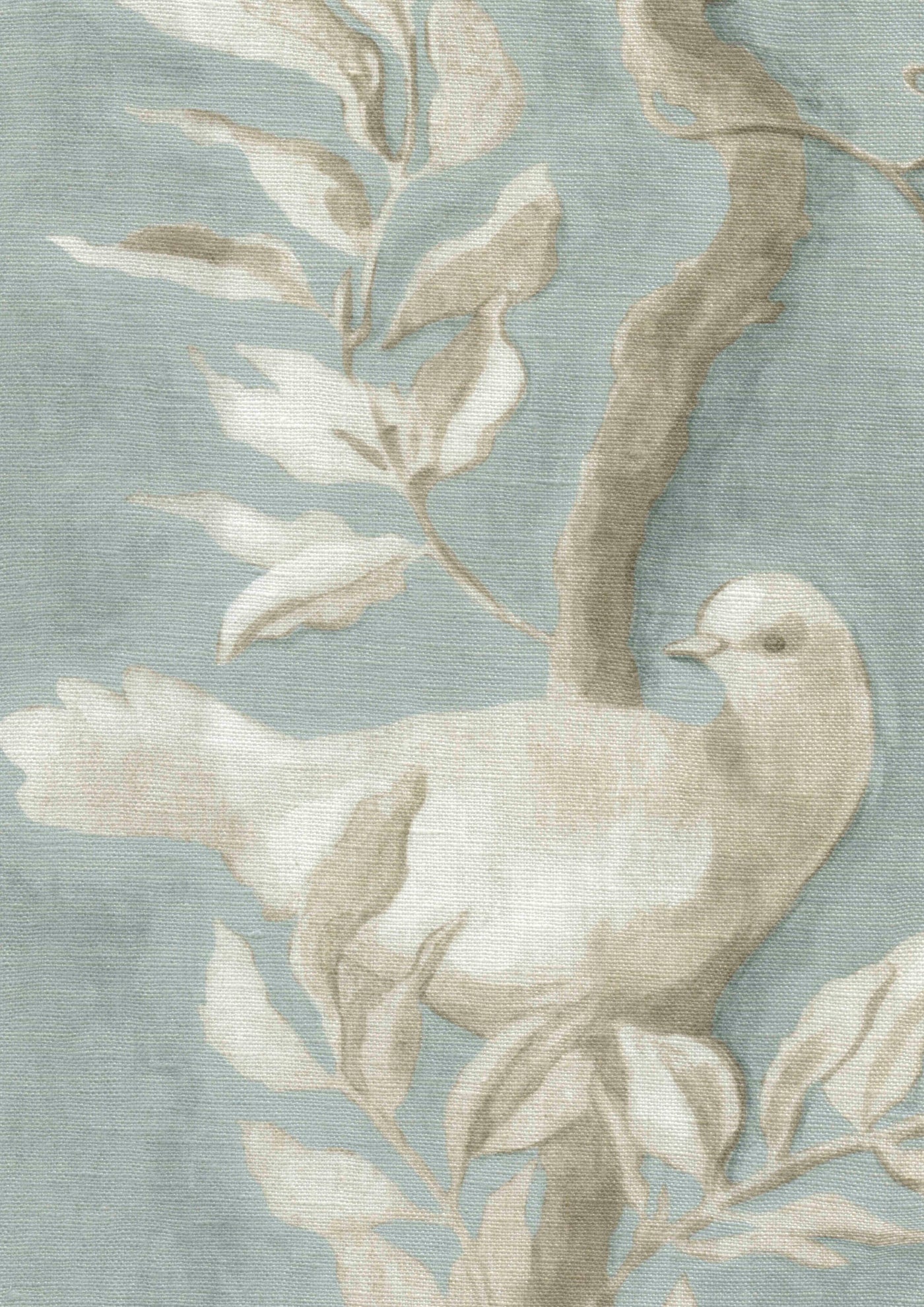 Doves Tygprov Rock Dove
