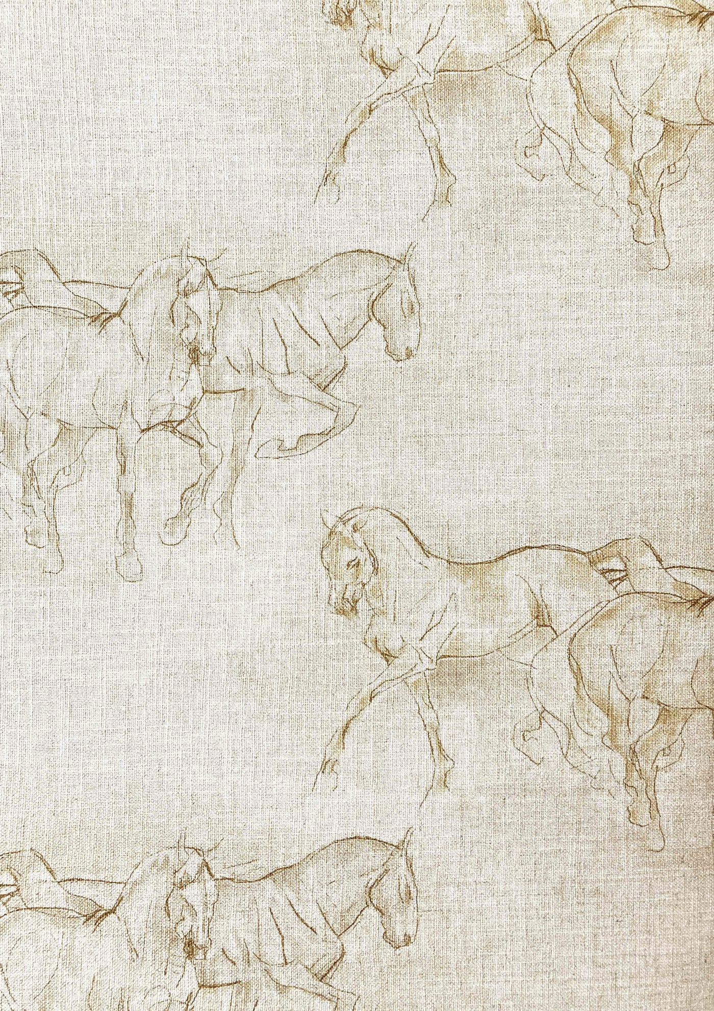 Equus Tygprov Equus