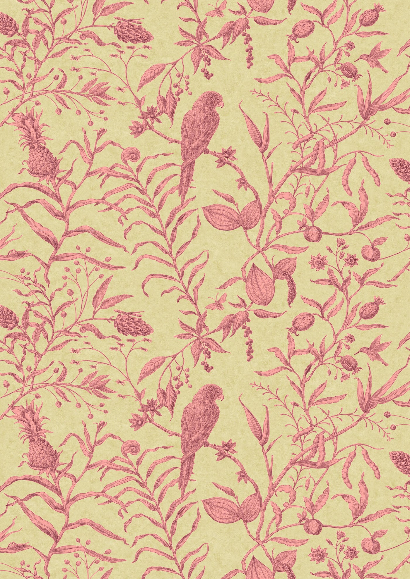 Squawk Cantaloupe – hel bredd — Lewis & Wood tapet