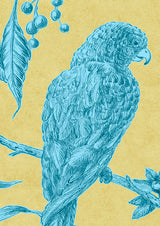 Squawk Tapetprov Curaçao