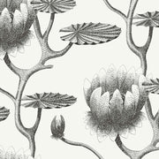 Cole and Son Tapet Lily 20