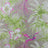Kiwi/Violet | Rosa